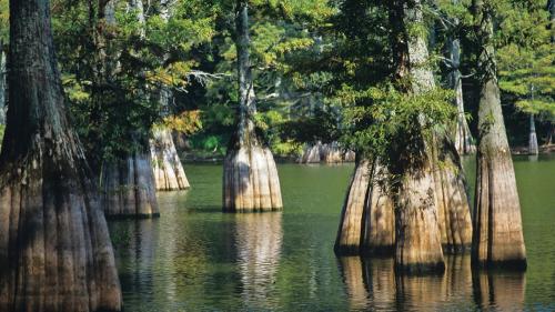 aaabig_thicket_1000x563