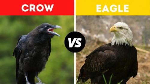 eagle crow