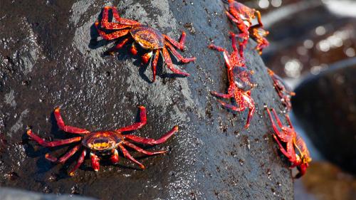 aaacreationandcrabs_1000x563