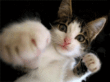 08_imagegif952