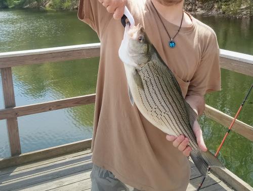 Lake striper