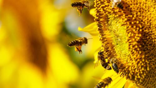 aaaahoneybeesmakefastdecisions_1000x563
