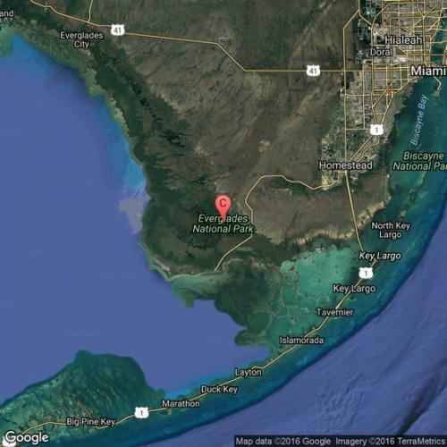 animals-everglades-national-park-gateway to the keys