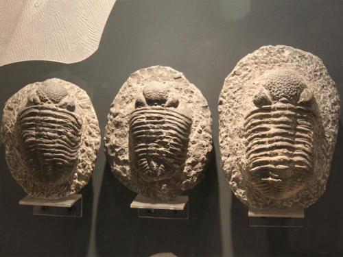 aaaafascinatingarthropodfossil_1400x1050
