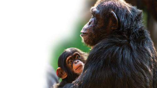 aaaahumanchimpdna_1000x563