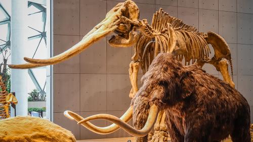 aaawoolymammoth_1000x563
