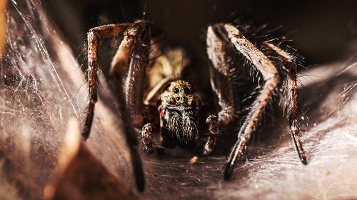 aadinosaurspider_1000x563