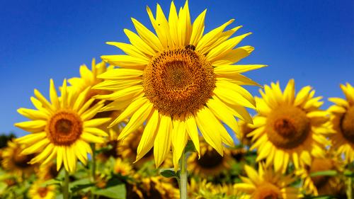 sunflowersees_1000x563