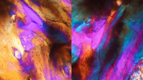 aaabiochemistryinfossils_1000x563