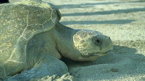 aaaseaturtlescry_1000x563