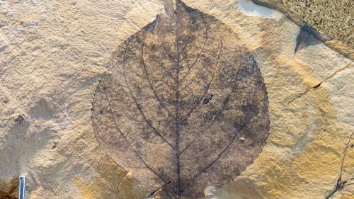 aafossilleaf_1000x563