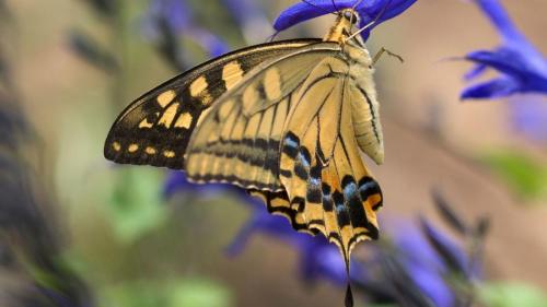 aaabutterfliesandcancer_1000x563