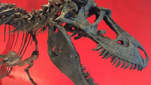 aatyrannosaur_meal_1000x563
