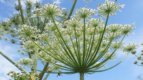 aapoisonousplants_1000x563