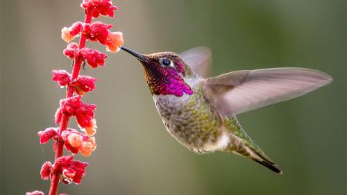 aahummingbirdflight_1000x563