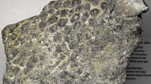 aafossilizedreptileskin_1000x563