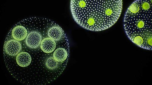 aaalgalmicrofossils_1000x563