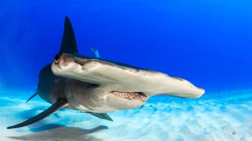aaanimalfeatures_1000x563