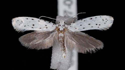 aaamysteryofmoths_1000x563