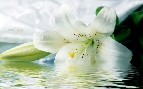 Vivir como las flores