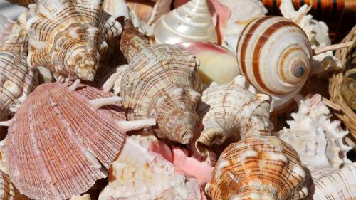 fossilsnailshells_ICR