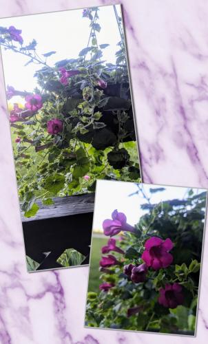 InCollage_20240423_124151972