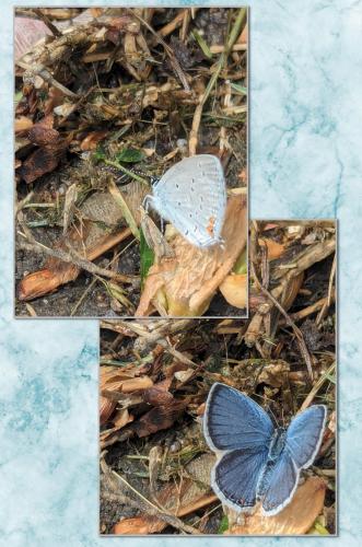 InCollage_20240417_130232426~2