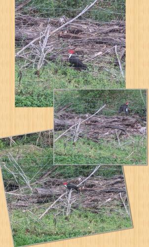 InCollage_20240405_115533139