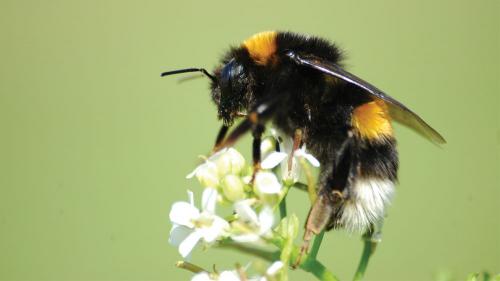 aaabeetobee_1000x563