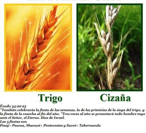 Trigo y la cizana