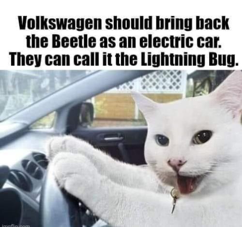 lightning bug