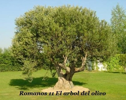 romanos 11