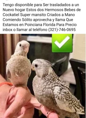 FB_IMG_1733156329176