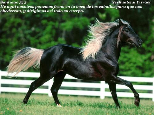 caballo
