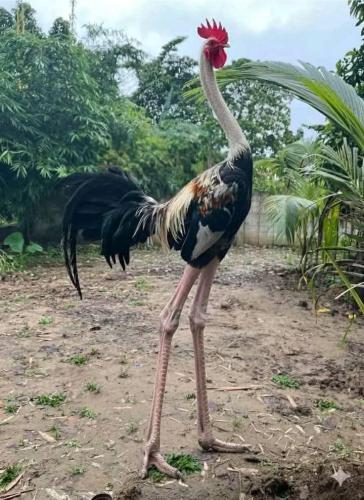 FB_IMG_1758414143805