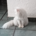 Iris Gatoos