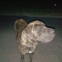 Barra Mastiff