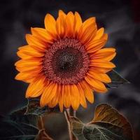 Girasol