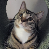 foster tod