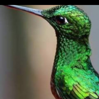 Aviario colibri Javier