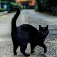 Katt