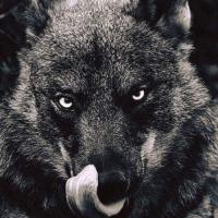 Lobo Solitario